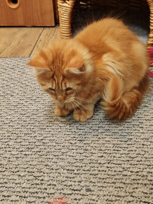 Kotka Maine Coon