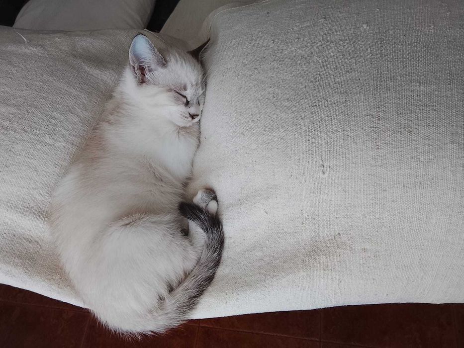 Gatinha Branca (3 meses)
