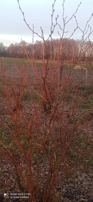 Borówka amerykańska