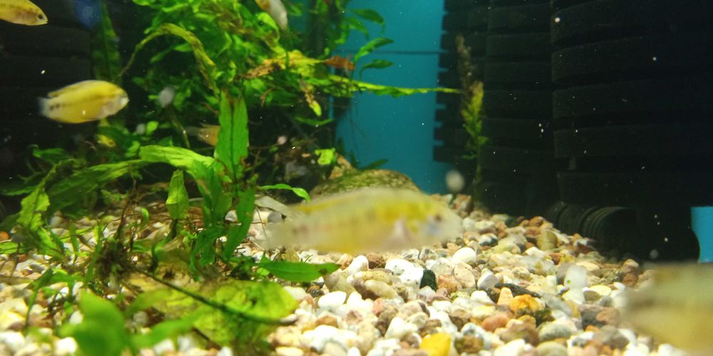 GB  Pielęgnica Borelli, Pielęgniczka Żółta
