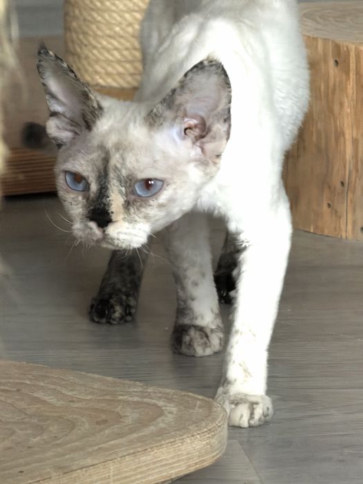 Devon Rex kotka TOLA
