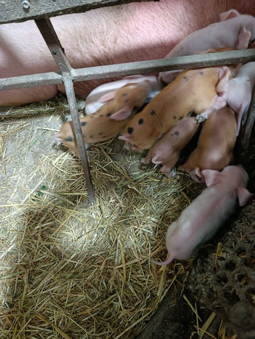Продам поросят Била велика + Дюрок