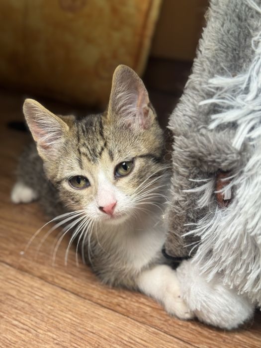 Подарю котенка, 3+ мес, есть выбор