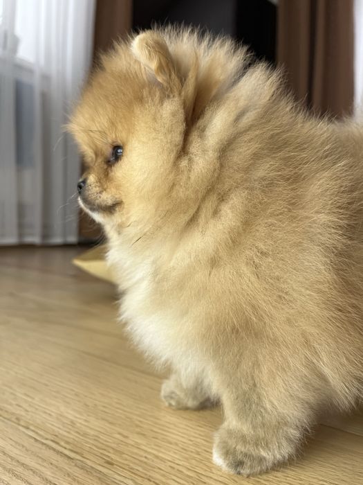 Міні померанські шпіцулі