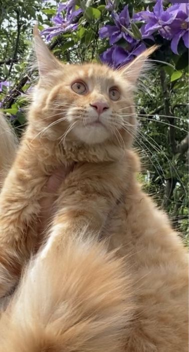 Чарівні кошенята Maine Coon