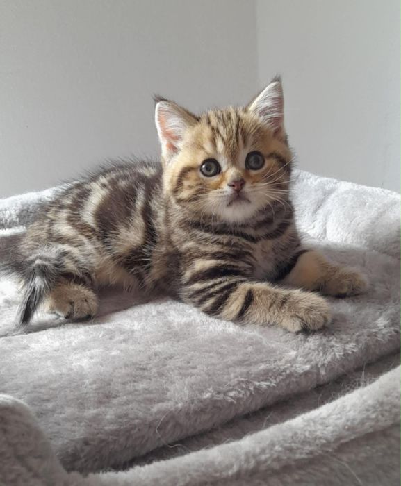 Dziewczynka marmurowa N22