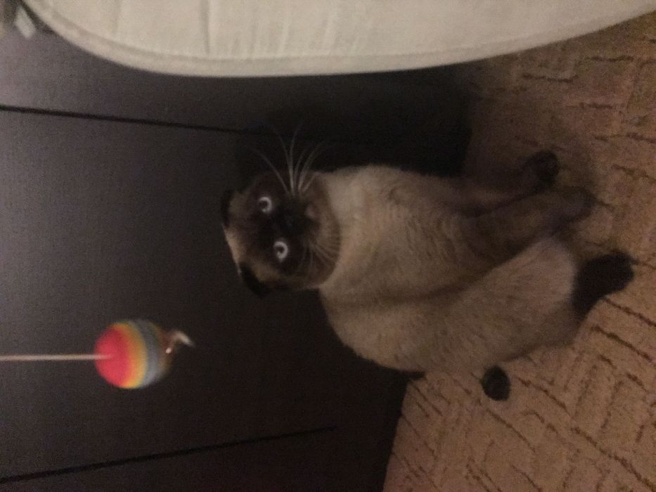 Вязка шотландца