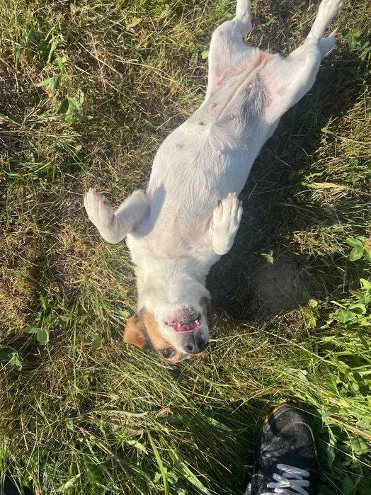 Jack Russell Terrier ZKwP FCI suczka