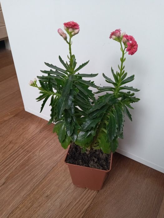 Кімнатні рослини