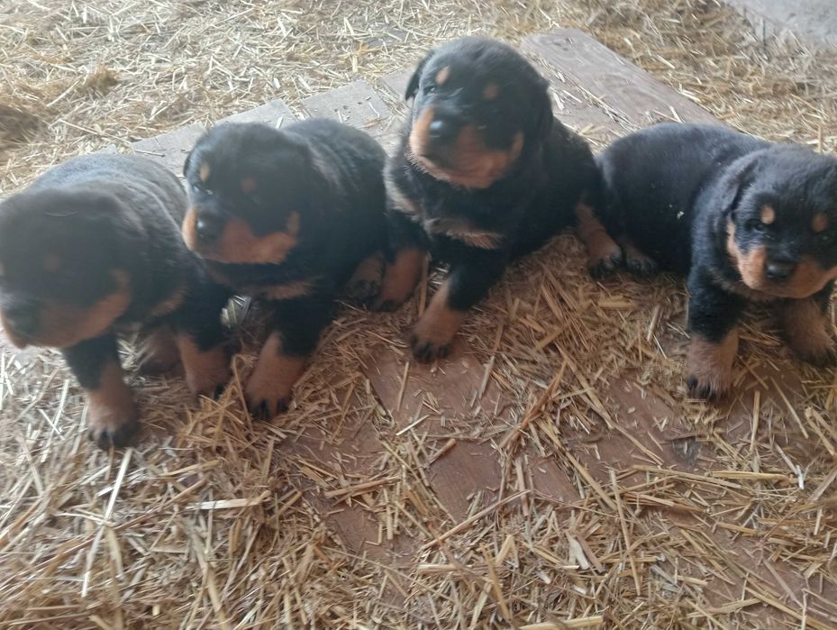 Ротвейлера цуценята