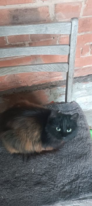 Кошка в добрые руки