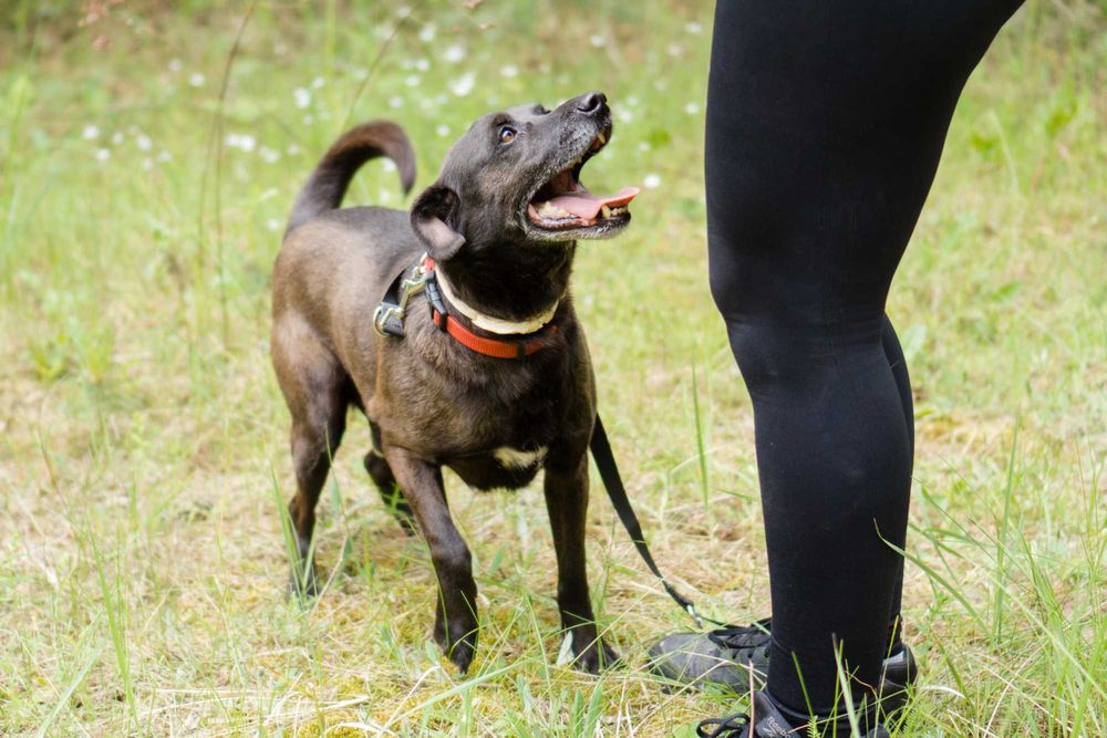 4 letni Bleki do adopcji!