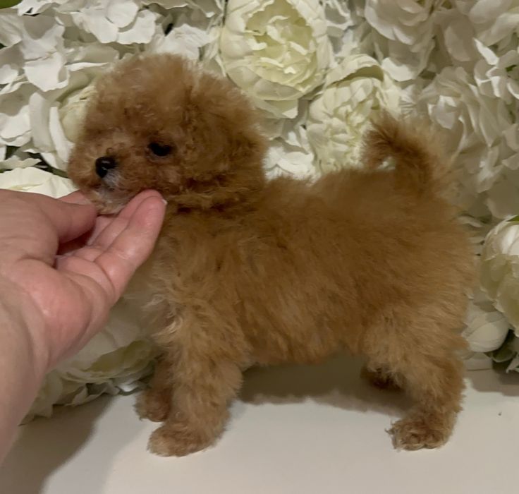 Хлопчик міні мальтіпу