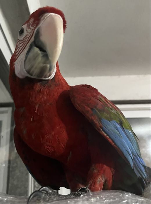 Arara vermelha macho (ara chloropterus)