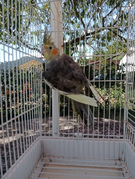 Caturra para cadência