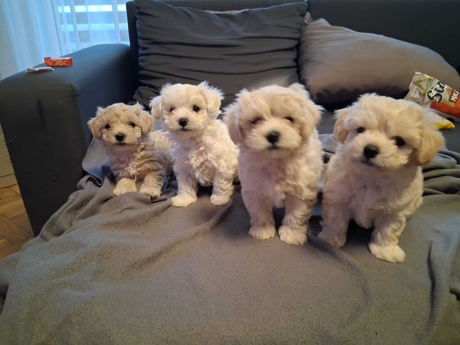 Maltipoo szczenięta