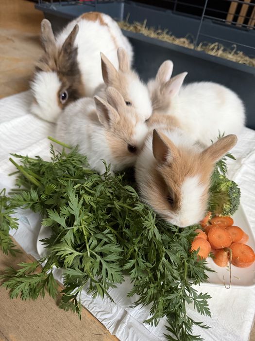 Kroliczki miniaturki lewki