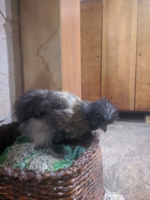 Китайская шелковая курица