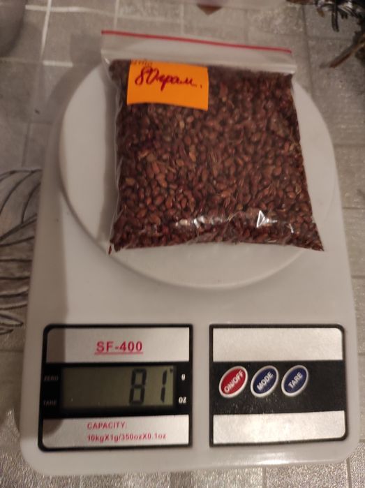 Продам насіння сорго віничне