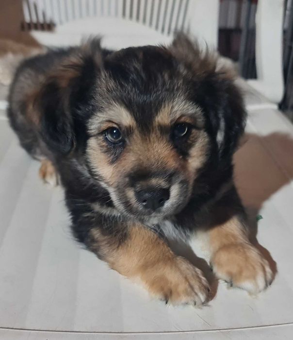 Szczeniaki małej mamy czekają na domy.