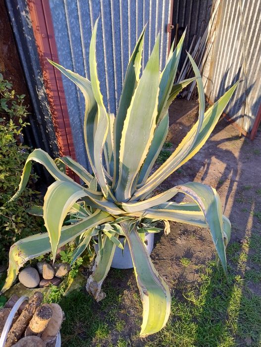 Agawa olbrzym w paski sprzedam