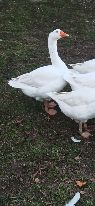 Sprzedam gęsi kołudzkie