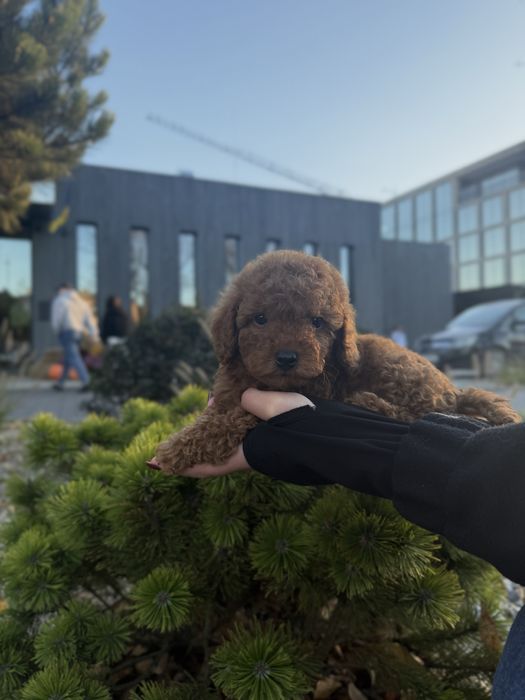 Той-пудель шоколад/РедБраун — маленька розкіш