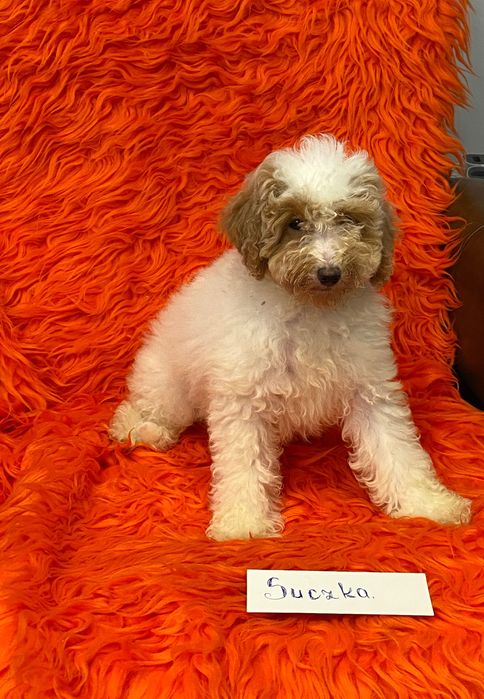 Sprzedam piękne szczeniaczki cockapoo