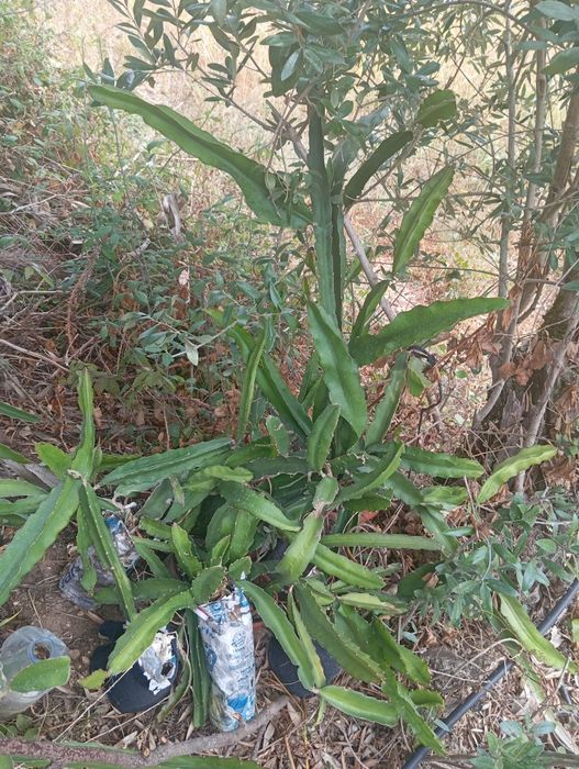 Pitaias, ou Fruta do dragão