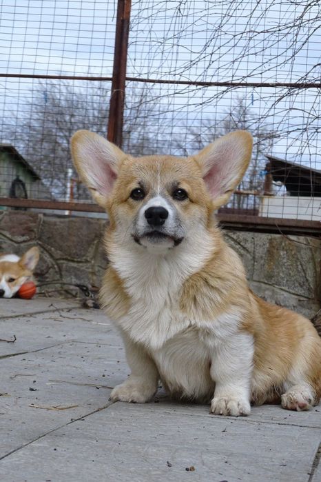 Розплідник пропонує