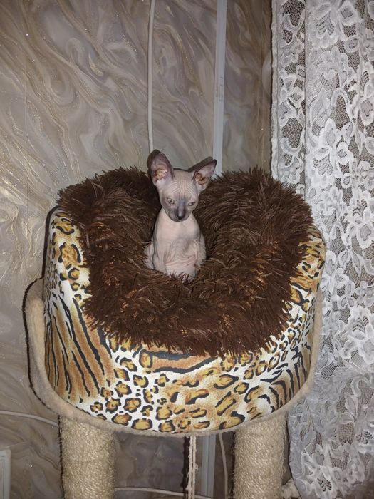 Донской сфинкс 2 місяці