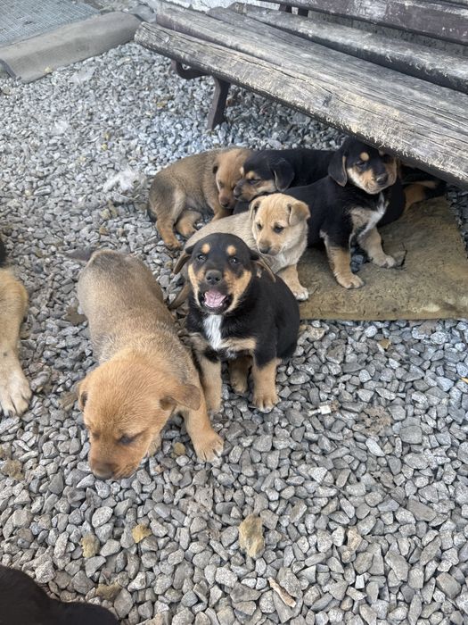 Oddam pieski w dobre ręce