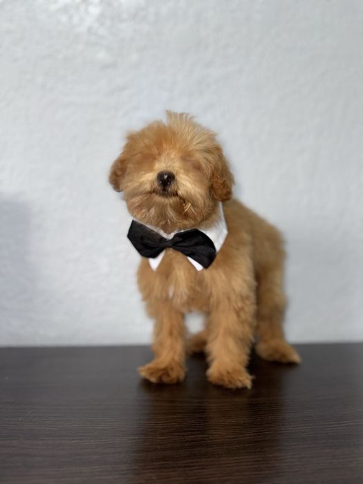 Мальтіпушик хлопчик міні. Карамель мальтіпу