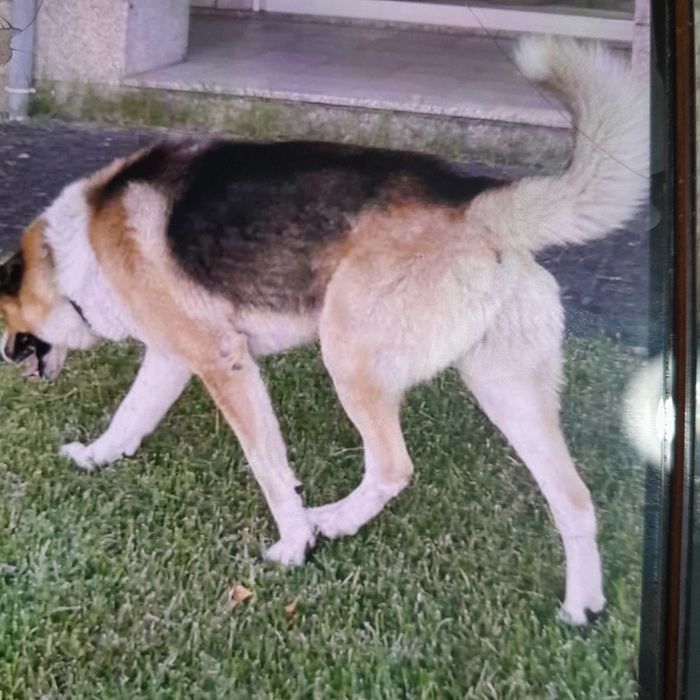 Cachorros cruzados castro laboreiro  x pastor alemao panda