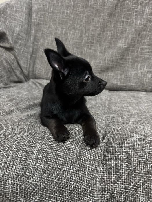 Пропонується 3 хлопчики.