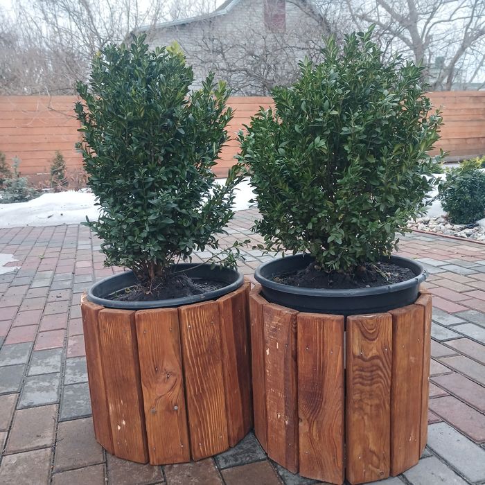 Кашпо з Самшитом, для саду, тераси