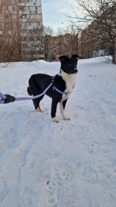 Шукає дім Міла 5,5 міс, оброблена, щеплена