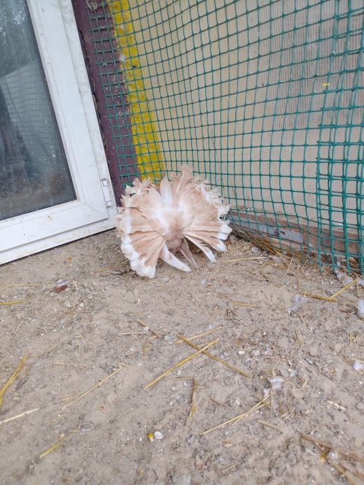 Gołębie pawik pawiki pawie