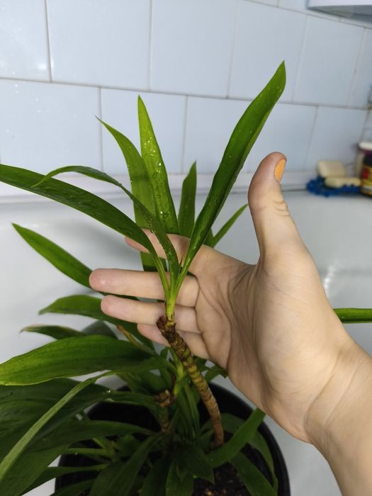 Юкка на обмін, доволі велика