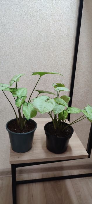 Кімнатні квіти сингоніум,аглеонема