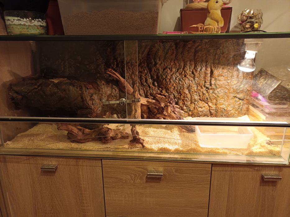 Wąż zbożowy amelanistic razem z terrarium