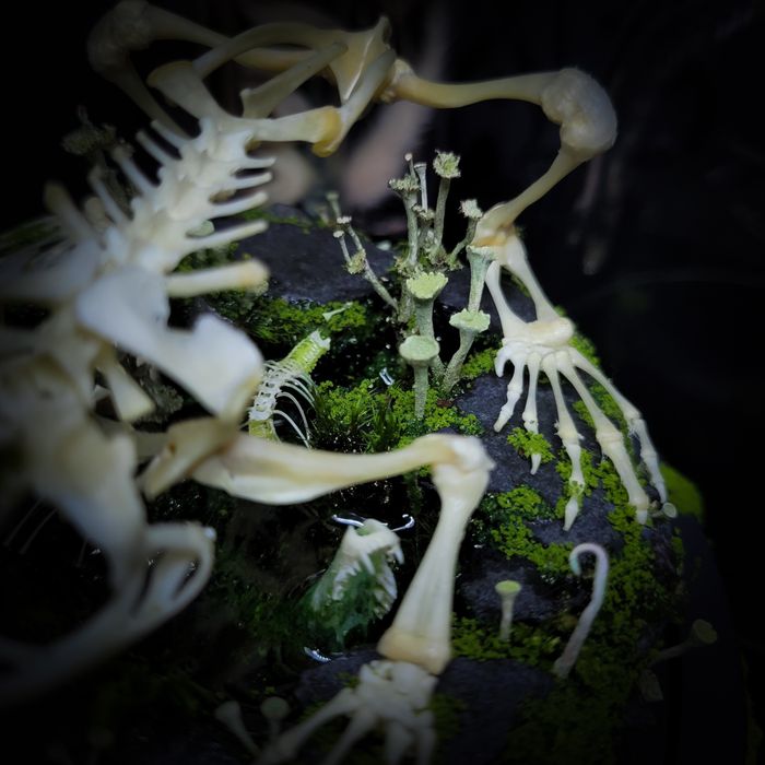 Taksydermia szkielet ropuchy