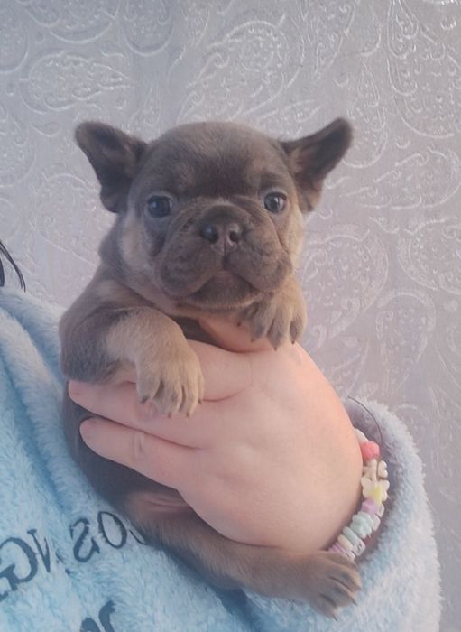 Хлопець французький, Блакитний