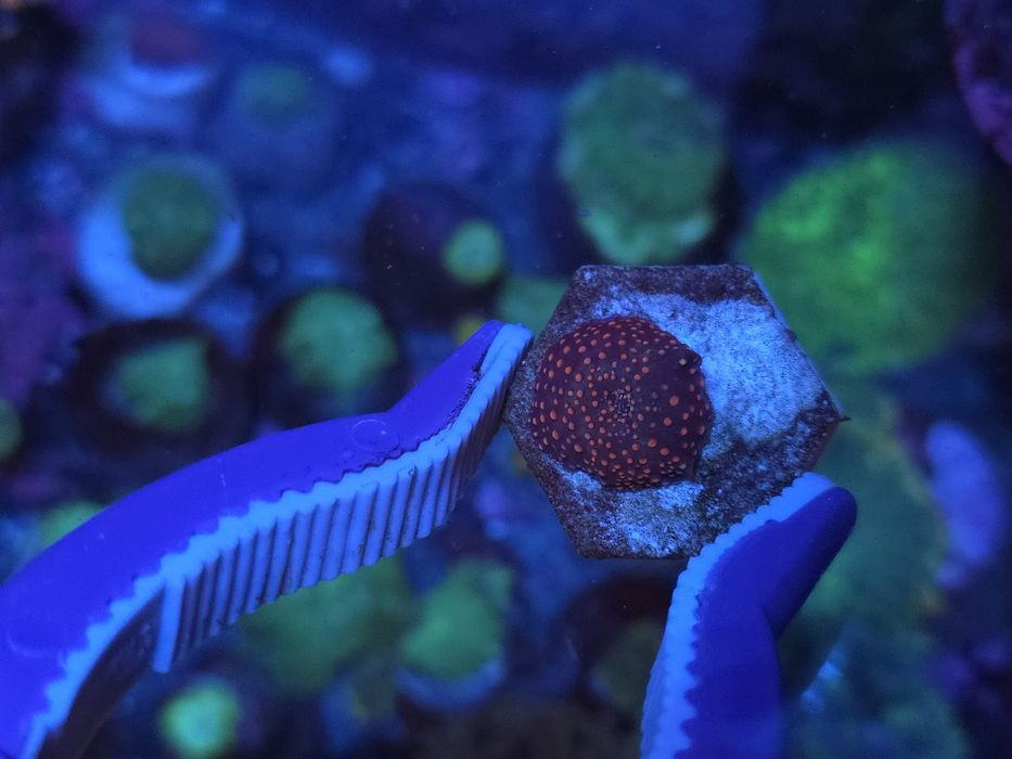 Discossomas, corais de água salgada