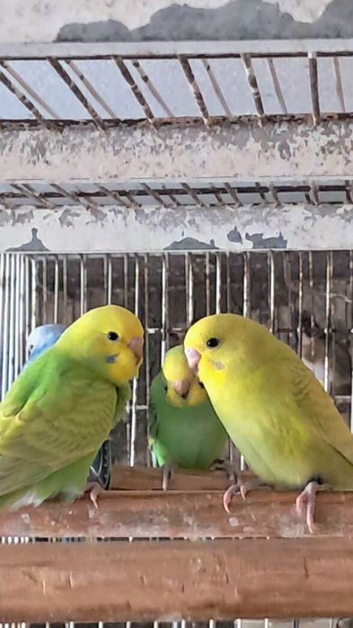 Forpus novos e periquitos
