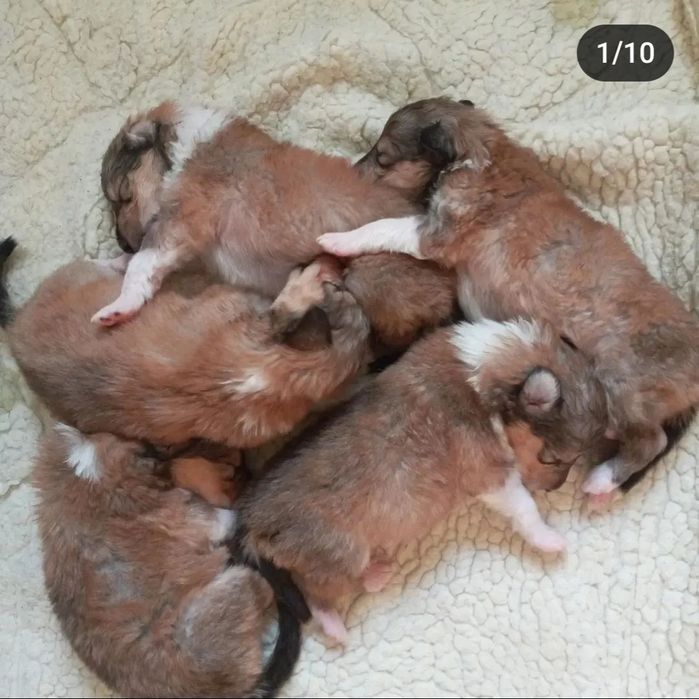 Колли КСУ на вязку