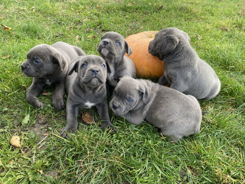 Кане корсо блакитні сірі