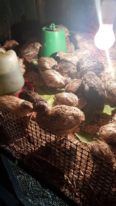 Vendo codornizes e ovos de codornizes galados