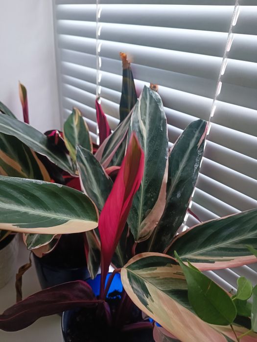 Вазон дуже гарний