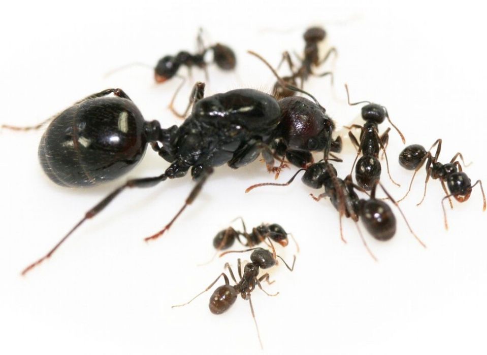 Муравей Messor Barbarus